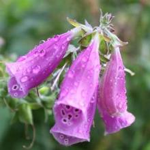 Glockenblume, Digitalis purpurea,