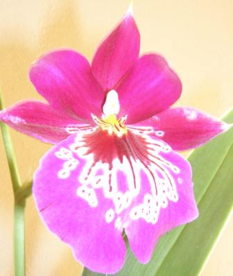 Blüte, Partnerzusammenführung