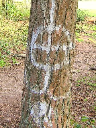 Baum mit magischen Zeichen